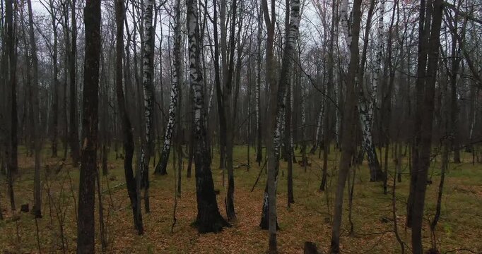 Bare birch and aspen trees stand in a misty autumn forest under a gray overcast sky with fallen leaves below.