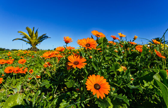 Orange daisy Arctotis hirsuta wildflowers in a field with a palm tree in the background on the west coast near Laaiplek in the Western Cape, South Africa