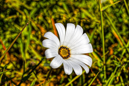 Close-up of white ox-eye daisy wildflower in winter on the west coast near Velddrif in the Western Cape, South Africa