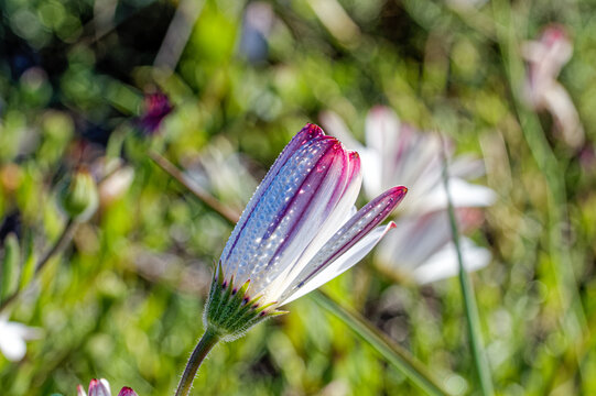 Unopened Cape Daisy wildflower with white and pink petals covered in dew on the west coast near Laaiplek in the Western Cape, South Africa