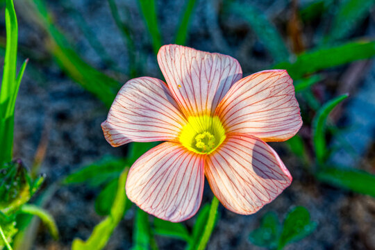 Close-up of pink and yellow oxalis obtusa wildflower with red veined petals growing in winter on the west coast near Velddrif in the Western Cape, South Africa