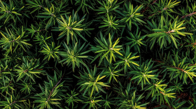 Top view of fresh rosemary bushes background, dense green herbal pattern for organic cooking and botanical nature concept.