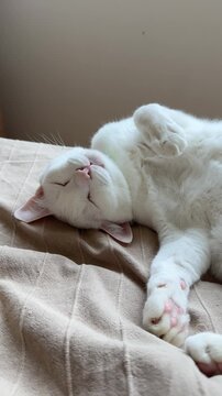 Vertical 4K video of a white Khao Manee cat sleeping peacefully on a bed then suddenly waking up to play with the camera.