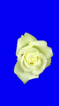 Time lapse of opening white rose flower against blue CHROMA key background, top view, vertical orientation