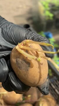 Preparing Seed Potatoes for Spring Planting: Best Varieties and Sprouting Tips