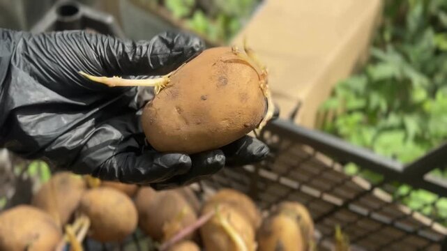 Preparing Seed Potatoes for Spring Planting: Best Varieties and Sprouting Tips