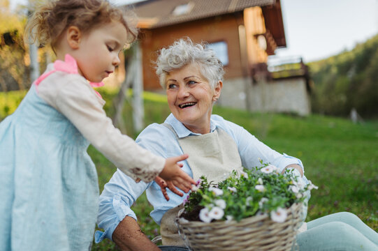 Elderly woman and little granddaughter planting flowers together in spring garden.