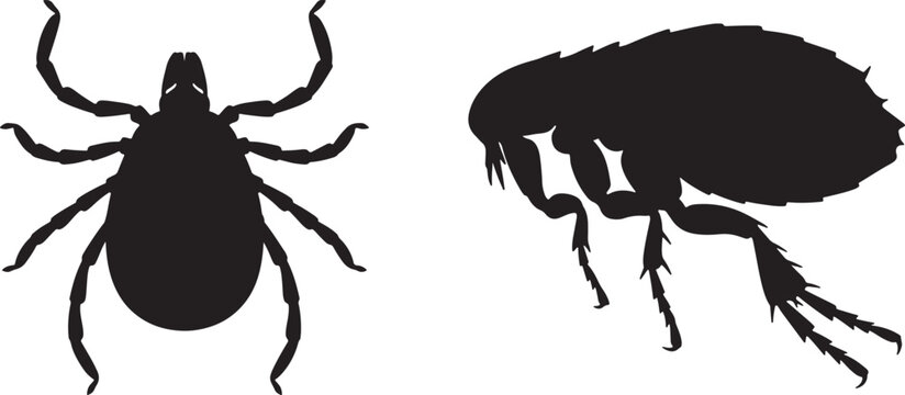 Stark black silhouettes of a tick and a flea, presented side-by-side on a white background, highlighting their distinct anatomical for educational or pest control purposes also transparent background