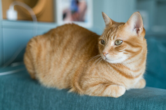 Beautiful ginger cat with vibrant red fur resting peacefully on a comfortable couch. The image captures a cozy domestic moment, with the orange tabby cat relaxing in a home living room setting. Perfec