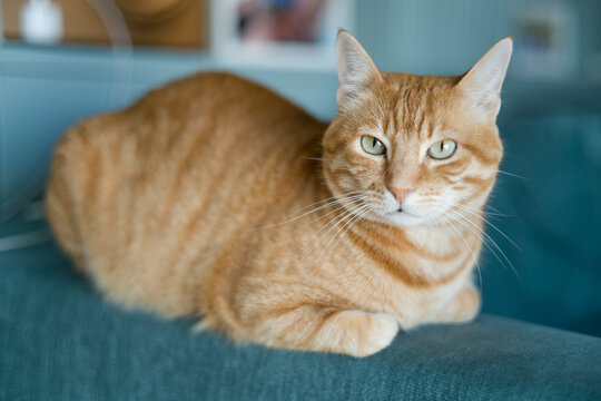 Beautiful ginger cat with vibrant red fur resting peacefully on a comfortable couch. The image captures a cozy domestic moment, with the orange tabby cat relaxing in a home living room setting. Perfec