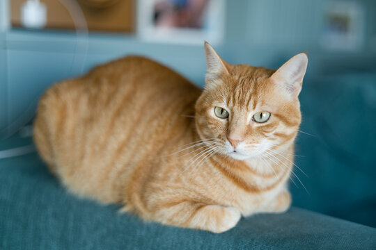 Beautiful ginger cat with vibrant red fur resting peacefully on a comfortable couch. The image captures a cozy domestic moment, with the orange tabby cat relaxing in a home living room setting. Perfec