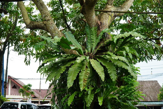 Close-up of a lush green Bird's Nest Fern (Asplenium nidus) growing on a tree trunk. Tropical epiphytic plant with long wavy fronds in a garden or rainforest. Concept of botany, nature, and tropical e