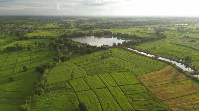 The paddy field and small town landscape of northeastern Thailand. These areas serve as one of the country's most important rice-producing regions, contributing significantly to the global food supply