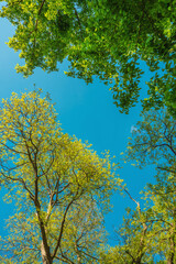 Fototapeta premium Sunlit green tree canopy frames a vivid clear blue sky, evoking springtime renewal, calm, and nature immersion.
