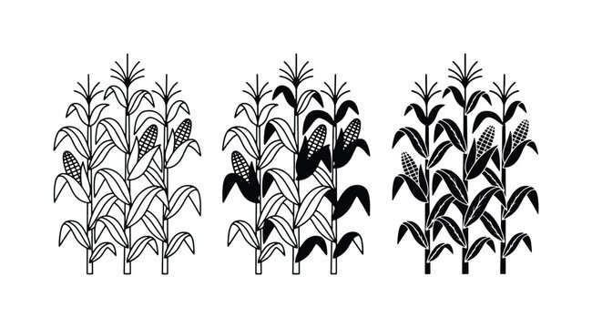 Corn Stalk Vector Icons, Maize Plant Illustrations, Agricultural Harvest Graphics, Organic Food Elements