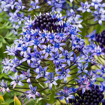 Epis conique de scille du P&eacute;rou - Oncostema peruvianum - orn&eacute; de nombreuses petites fleurs &eacute;toil&eacute;es bleu-violac&eacute; en corymbes, &eacute;tamines bleue, anth&egrave;res jaunes sur tige robuste