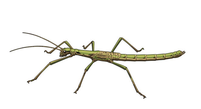 Realistic illustration of a green stick insect also known as a walking stick shown from a side profile view on white.