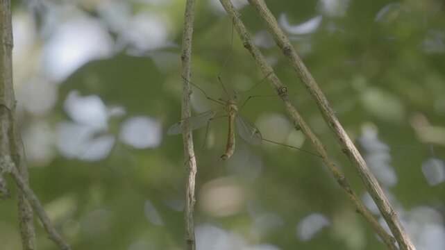 Crane Fly on Thin Branch &ndash; 4K Slow Motion (100fps), Macro Shot Swaying in Wind, Urfahr