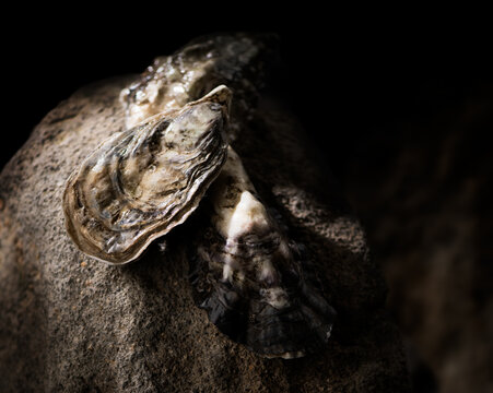 Oysters on the rock, close-up. Fresh wild oysters close up on dark stones background, french oysters. Healthy sea food. Ocean, gourmet food, delicatessen. Darkness