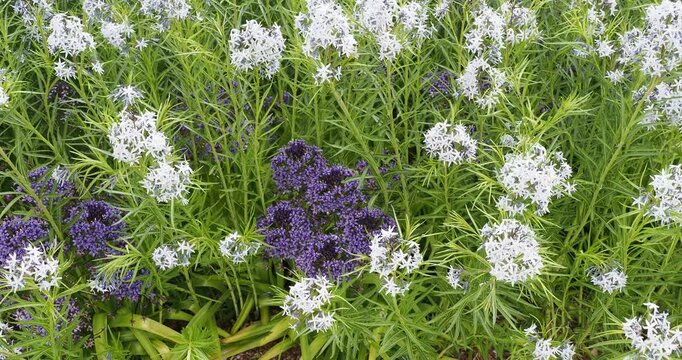 Scilles g&eacute;antes du P&eacute;rou (Oncostema peruvianum) &agrave; p&eacute;tales &eacute;toil&eacute;s bleu-violet en corymbes sur tiges robustes entour&eacute;es de fleurs d'&eacute;toiles d'Hubricht (Amsonia hubrichtii) au feuillage fin
