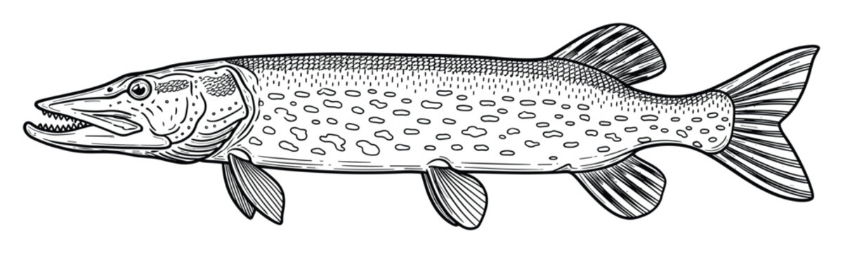Detailed line drawing of a predatory freshwater pike fish perfect for fishing enthusiast marketing materials