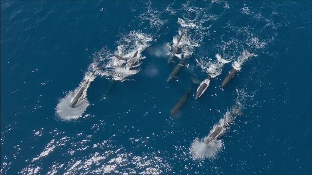 Sperm whale pod swimming and surfacing in the ocean
