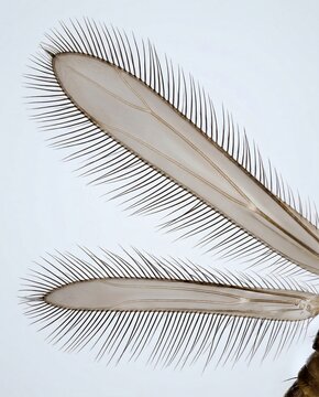 Microscopic view of thrips fringed wings with long marginal setae