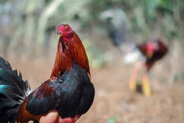 Close-Up Portrait of a Fighting Rooster in Sharp Focus with Another Rooster Softly Blurred in the Background, Dramatic Rural Animal Scene © yuniorperezphoto
