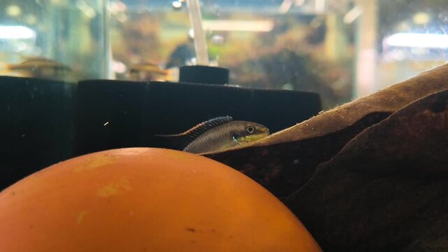 Apistogramma cichlid peeking out from rock cave in tropical freshwater aquarium, natural fish behavior close up aquascape underwater video