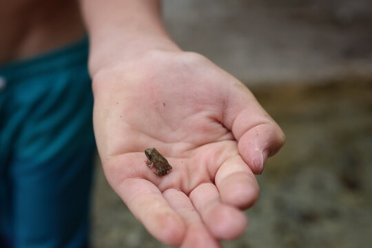 A child holding a baby frog