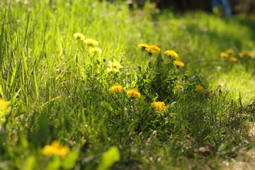 Dandelions in sunlit spring grass © Malgorzata