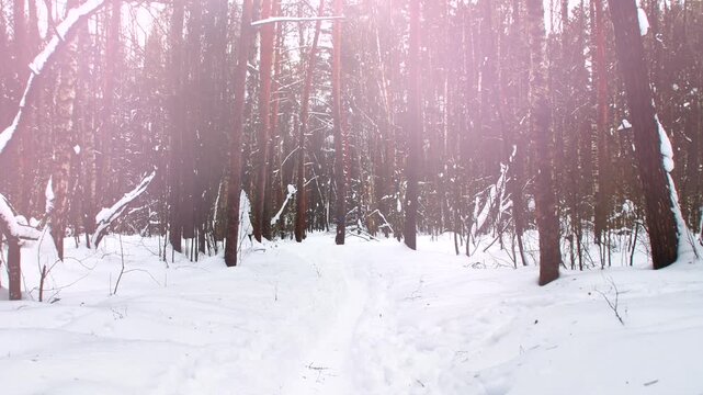 An empty road in the snow. A view of a winter forest covered in snow. The calm atmosphere of cold weather.