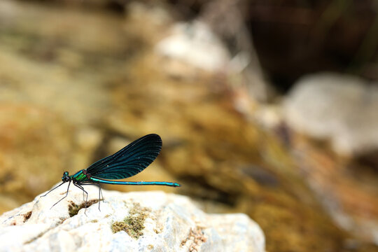 dragonfly on a rock