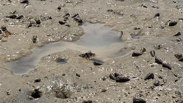 Small crab feeding on a tidal flat biotope in Japan, Asia