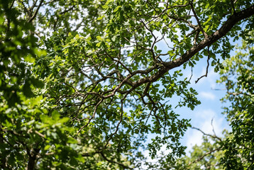 Fototapeta premium Large tree branch covered with green oak leaves overhead