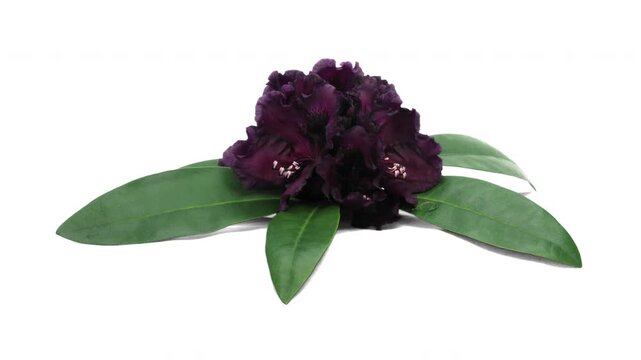 Time lapse of opening Dramatic Dark rhododendron (Ericacea family) isolated on white background
