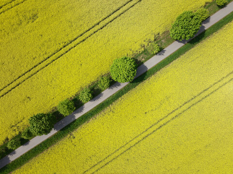 Bl&uuml;hendes Rapsfeld