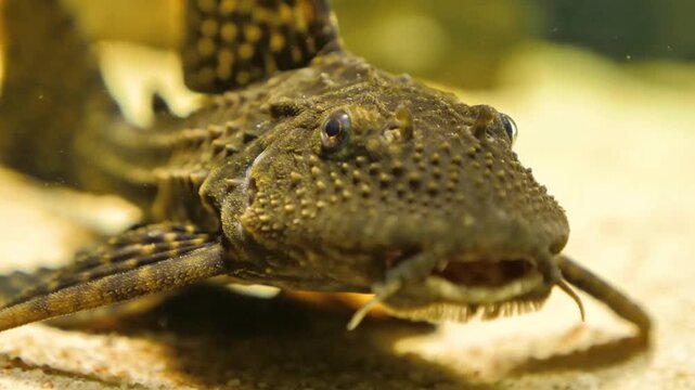 Armored Catfish eating close up