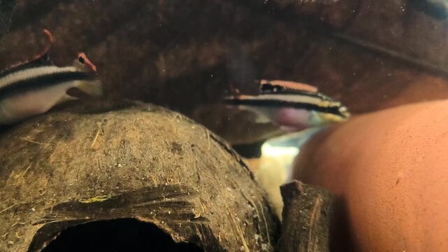 Dwarf cichlid Apistogramma displaying natural hiding instinct among aquatic plants in tropical freshwater aquarium, underwater macro video