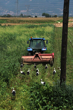 tractor in the field with young storks looking for food