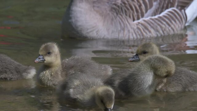 Greylag Goose (Anser anser) young gosling preening its feathers / down, sitting next to an adult. May, Kent, UK [Slow motion x4]