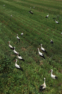 Young storks looking for food in the newly plowed field