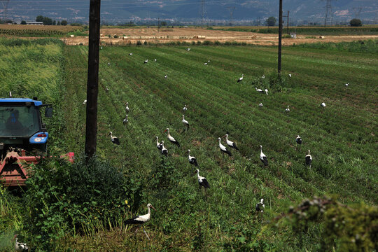 Young storks looking for food in the newly plowed field