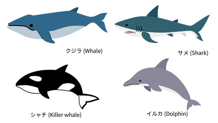 海の大きい生き物のイラストセット　クジラやサメやシャチやイルカ  © Sora_Kobayashi