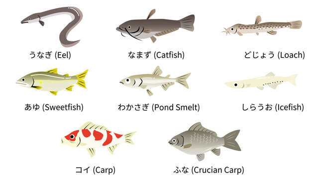 かわいい川や池のお魚イラストセット　うなぎや鮎やわかさぎや鯉など