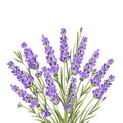 Fototapeta premium Elegant purple lavender bouquet on white, vector illustration