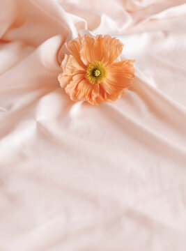 Coral poppy on pink silk satin background with copy space