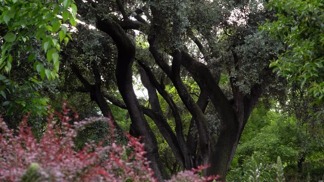 Detalle de la vegetaci&oacute;n del Parque del Retiro de Madrid, Espa&ntilde;a. Mayo de 2026.
