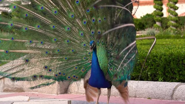 Detalle de un pavo real de pecho azul con las alas abiertas en el Parque del Retiro de Madrid, Espa&ntilde;a. Mayo de 2026.