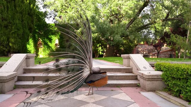Detalle de un pavo real de pecho azul con las alas abiertas en el Parque del Retiro de Madrid, Espa&ntilde;a. Mayo de 2026.
